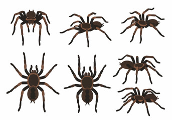 Vector illustration set of cartoon tarantulas in various poses, isolated on a white background for design resources.