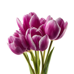Fototapeta premium Purple tulips in full bloom isolated on a transparent background