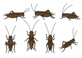 Collection of brown crickets in various poses, an isolated vector illustration of common insect pests and natural wildlife, perfect for educational or decorative use.