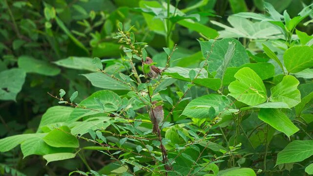 Two Vinous-throated Parrotbills Foraging Together in a Bush