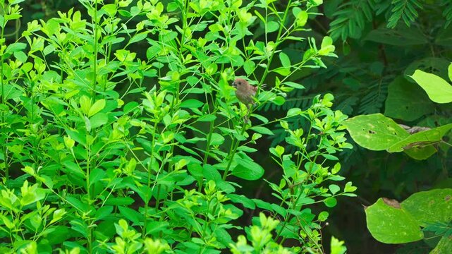 A Vinous-throated Parrotbill Perched in a Lush Green Bush