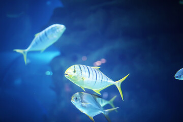 Fototapeta premium Fish in an aquarium. Oceanarium. Ocean fish in the aquarium. Nature protection concept. Fish underwater in the aquarium