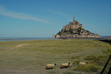 View of Mont Saint-Michel, the iconic medieval abbey located on a rocky island in Normandy, France. In the foreground, a small group of sheep grazes on the salt meadows.
