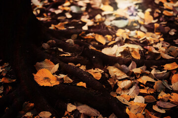 Beautiful Nature Autumn landscape. Scenery view on autumn city park with golden yellow foliage in Sunny day. Walking path in the city Park strewn with autumn fallen leaves.