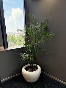 modern interior design show plant with white pot