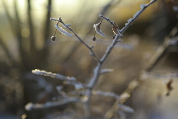 White snow on a bare tree branches on a frosty winter day, close up. Natural background. Selective botanical background.