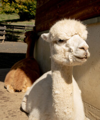 Obraz premium white alpaca