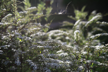 Summer landscape, lush green vegetation and nature.