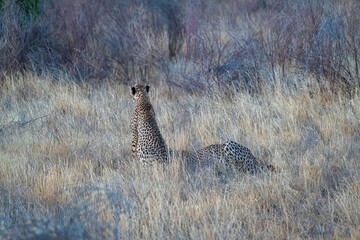 Cheetah resting in the savannah after having a meal at Samburu national park in Kenya