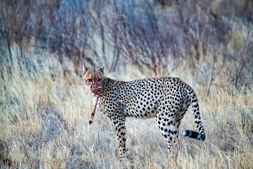 Cheetah resting in the savannah after having a meal at Samburu national park in Kenya