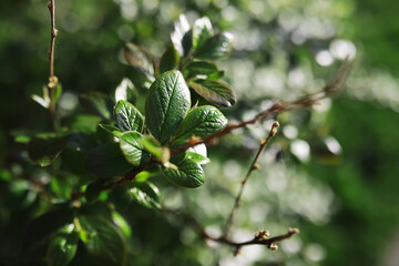 Summer landscape, lush green vegetation and nature.