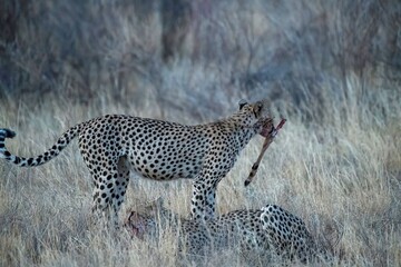 Cheetah resting in the savannah after having a meal at Samburu national park in Kenya