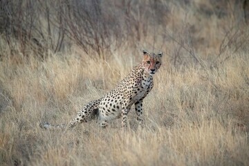 Cheetah resting in the savannah after having a meal at Samburu national park in Kenya