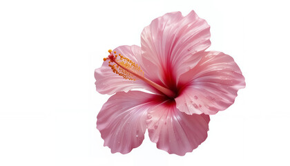 AI Generator Pink Hibiscus Flower White Background for Wedding Invitation Card Design.