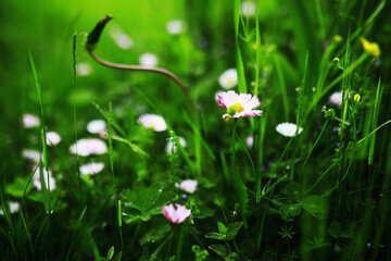 Green Leaves.Nature background. The natural background in the park, with blurred winds, fresh air and coolness.