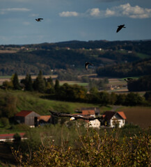 Fototapeta premium Bald Eagle with crows
