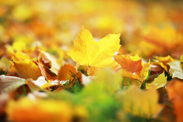 city park without people on an autumn day, bright rays of the sun shine through the crowns of maple trees