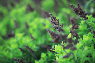 Spring green grass. Calm quiet scene green grass landscape.