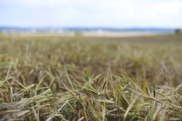 Fototapeta premium Beautiful autumn park. Russian North. Autumn trees and leaves. Autumn Landscape.Park in Autumn. Forest in Autumn.