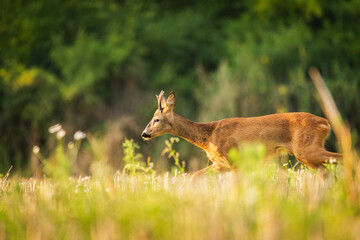 An adult roe deer buck walking through a summer meadow during the day