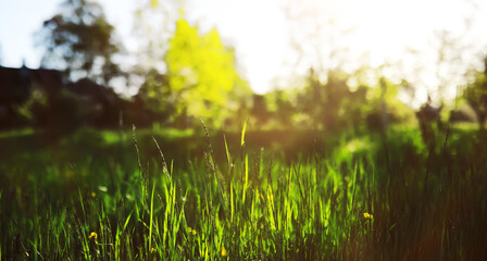  Calm quiet scene green grass landscape.Spring green grass.