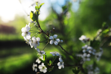 Spring bloom. The first flowers against the background of green spring.
