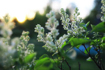 Spring bloom. The first flowers against the background of green spring.