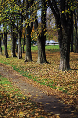Naklejka premium Beautiful autumn park. Russian North. Autumn trees and leaves. Autumn Landscape.Park in Autumn. Forest in Autumn.