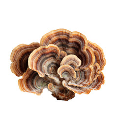 Close-up of a colorful, layered, bracket fungus.  Distinct concentric rings of brown, tan, and orange hues create a visually interesting pattern