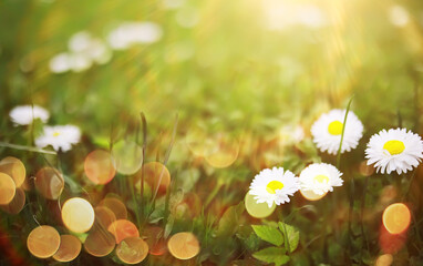  field in sunlight with flowers and plants summer