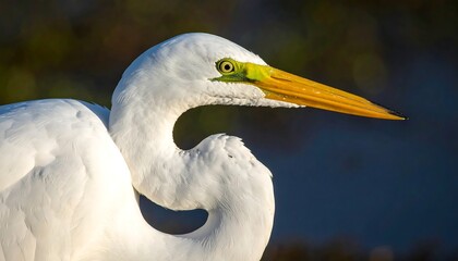 Close-up of a great egret's profile