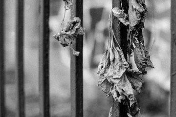 Dried leaves hanging from a fence, captured on a B&W film. Vintage style.