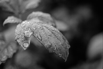 Raindrops on a leaf, captured on a B&W film. Vintage style.