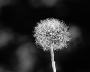 A dandelion closeup photo. Captured on B&W film. Vintage style.