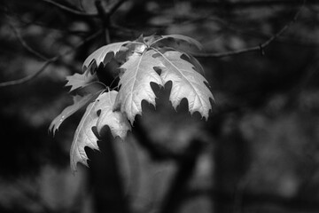 Tree leaves captured on a B&W film. Vintage style.