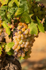 Fototapeta premium bunch of grapes