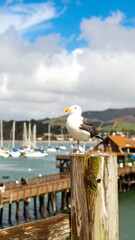 A seagull perched on a wooden pier overlooking a harbor