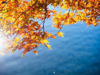 色づく軽井沢・雲場池の紅葉｜Autumn Leaves by Kumoba Pond, Karuizawa