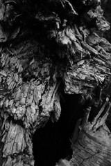 Black and white old tree texture. Wood and nature