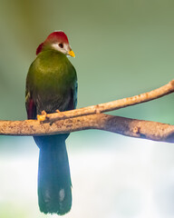 A Red Crested Turaco