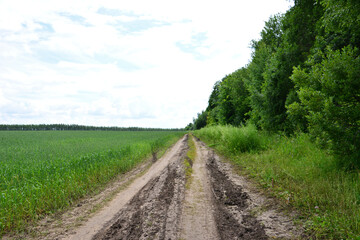 Naklejka premium Muddy road through a field and forest on a cloudy day copy space