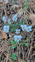Wild white violets blooming on forest ground among dry leaves and grass, delicate spring wildflowers in natural habitat