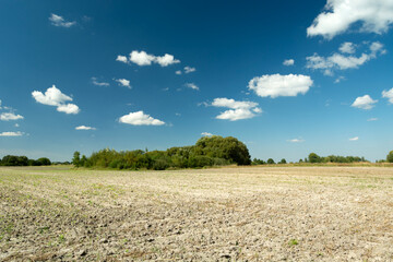Ploughed field with green bushes and white clouds on a blue sky