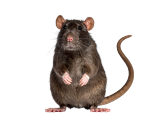 Brown Rat Standing Upright on Hind Legs, Front Facing, isolated on transparent background