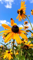 Bright yellow flowers against a partly cloudy blue sky