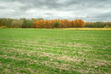 A field of winter crops and autumn colored trees and a cloudy sky