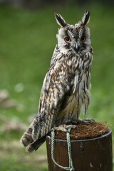 A long-eared owl bred in captivity