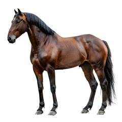 Obraz premium Brown horse standing gracefully equine animal equestrian art isolated transparent background product in clear view with natural colors and sharp focus on a plain background. Simple clean style for sto