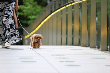 ライトアップされた橋を歩いているトイ・プードル