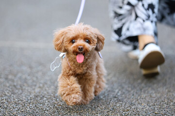公園を散歩しているトイ・プードル